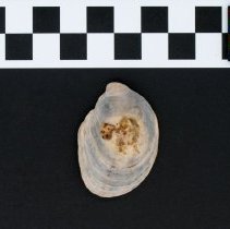 Crepidula fornicata, 21-354C. Dorsal view w/scale bar.