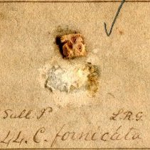 Historic Gibbes label for Crepidula fornicata, 21-354C.