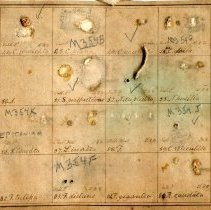 Historic Gibbes complete label for 21-354.