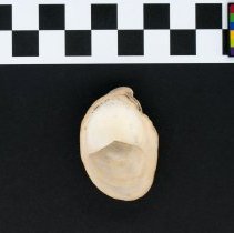 Crepidula fornicata, 21-354C. Apertural view w/scale bar.