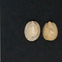 Crepidula convexa, 21-354G. Dorsal view w/scale bar.