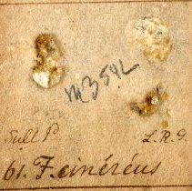 Historic Gibbes label for Urosalpinx cinerea, 21-354L.