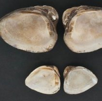 Castalia ambigua, 21-356. Internal view w/scale bar.