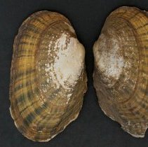 Lampsilis radiata, 21-357. External views w/scale bar.