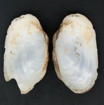 Lampsilis radiata, 21-357. Internal views of specimens.