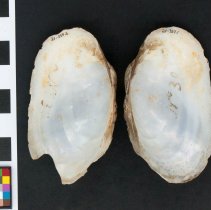 Lampsilis radiata, 21-357. Internal views w/scale bar.