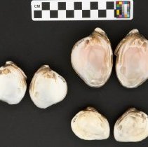 Fusconaia flava, 21-363. Internal views with scale bar.