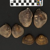 Fusconaia flava, 21-363. External views with scale bar.