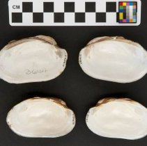 Lampsilis radiata, 21-364B. Interior views w/scale bar.