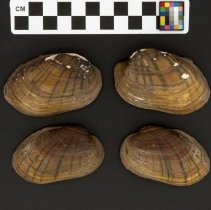 Lampsilis radiata, 21-364B. Exterior views w/scale bar.