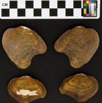 Epioblasma flexuosa, 21-366. External views w/scale bar.