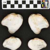 Epioblasma flexuosa, 21-366. Internal views w/scale bar.