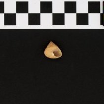 Calliostoma javanicum, 21-368A. Apertural view w/scale bar.