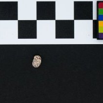 Puperita pupa, 21-374B. Dorsal view w/scale bar.