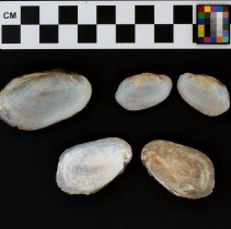 Villosa vibex, 21-389. Internal views w/scale bar.