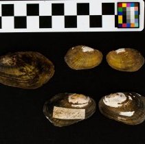 Villosa vibex, 21-389. External views w/scale bar.