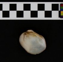 Epioblasma torulosa, 21-391. Internal view w/scale bar.