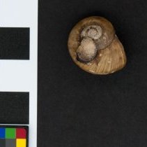 Lanistes boltenianus, 21-096. Dorsal view w/scale bar.