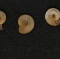 Segmentina nitida, 21-257. Apertural and dorsal views.
