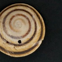 Caracolus marginella, 21-332. Apical view w/scale bar.