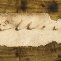 Historic label for Ellipsaria lineaolata, 21-345.