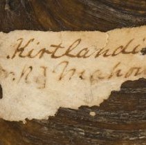 Historic label for Fudconaia subrotunda, 21-346.