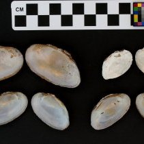 Elliptio congaraea, 21-386. Internal views w/scale bar.