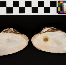 Lampsilis dolabraeformis, 21-393. Internal views w/scale bar.