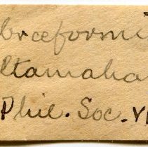 Historic Mazyck label for Lampsilis dolabraeformis, 21-393.