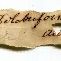 Historic label for Lampsilis dolabraeformis, 21-393.