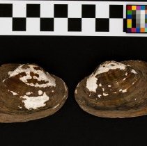 Lampsilis dolabraeformis, 21-393. External views w/scale bar.