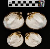 Reginaia ebenus, 21-398. Internal views w/scale bar.