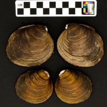 Reginaia ebenus, 21-398. External views w/scale bar.