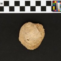 Chama pacifica, 21-416. External view w/scale bar.