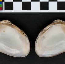 Leptodea ochracea, 21-437. Internal views w/scale bar.