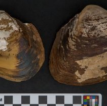 Lampsilis ovata, 21-438. External views w/scale bar.