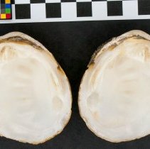 Cyprogenia stegaria, 21-439. Internal views w/scale bar.