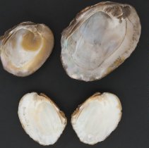 Amblema plicata, 21-442. Internal views w/scale bar.