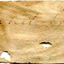 Historic label for Amblema plicata, 21-442.