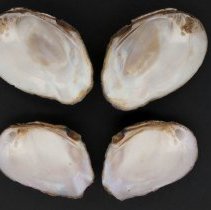 Elliptoideus sloatianus, 21-444. Internal views w/scale bar.