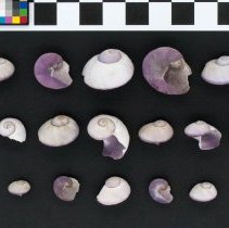 Janthina janthina, 21-121. Apertural and dorsal views w/scale bar.