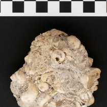 Viviparus georgianus, 21-265. Sample one w/scale bar.