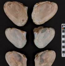 Potamilus alatus, 21-404. Internal views w/scale bar.