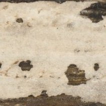 Historic label for Potamilus alatus, 21-404.