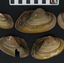 Utterbackiana couperiana, 21-405. External views w/scale bar.