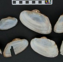 Utterbackiana couperiana, 21-405. Internal views w/scale bar.