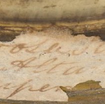 Historic label for Utterbackiana couperiana, 21-405.