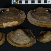 Utterbackiana couperiana, 21-405. External views w/scale bar.