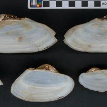 Utterbackiana couperiana, 21-405. Internal views w/scale bar.