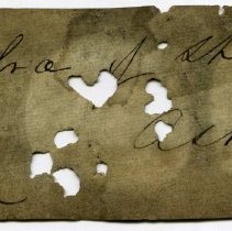 Historic label for Elasmobranchii (indeterminate), FIC1146.